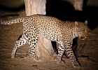 Leopard 2  Leopard (Zambia)